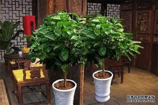 平安树黑杆要剪断吗，修剪消毒还要光照养护