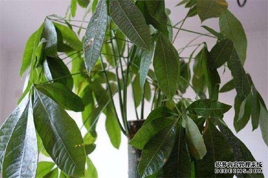 发财树叶子下垂茎无力，六个步骤使其恢复生机