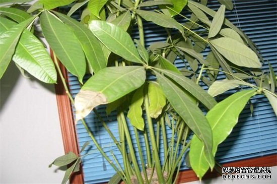 发财树叶子下垂茎无力，六个步骤使其恢复生机