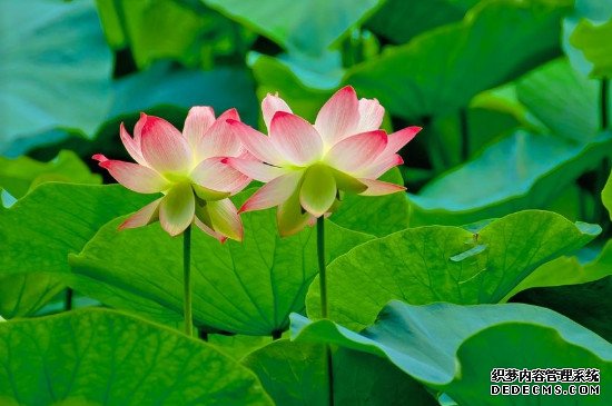 送荷花的寓意是什么