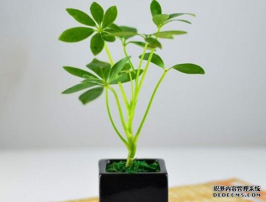 鹅掌木怎么修剪，只需两步让你的鹅掌木茁壮又好看
