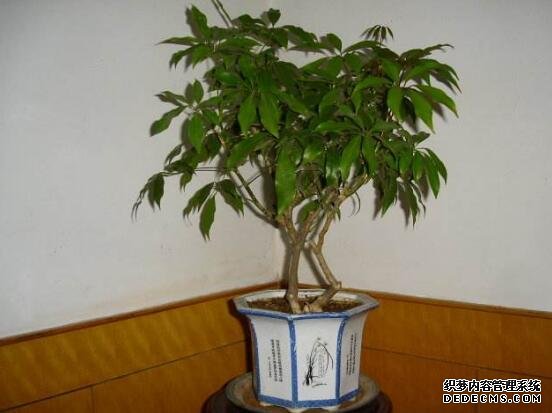 鹅掌木怎么修剪，只需两步让你的鹅掌木茁壮又好看