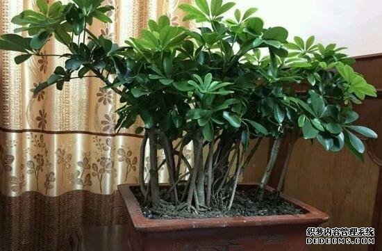 鹅掌木怎么修剪，只需两步让你的鹅掌木茁壮又好看