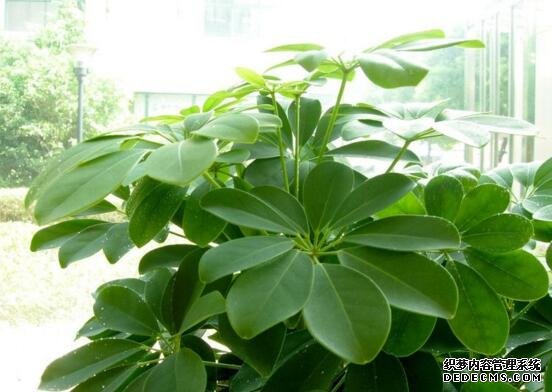 鹅掌木怎么修剪，只需两步让你的鹅掌木茁壮又好看