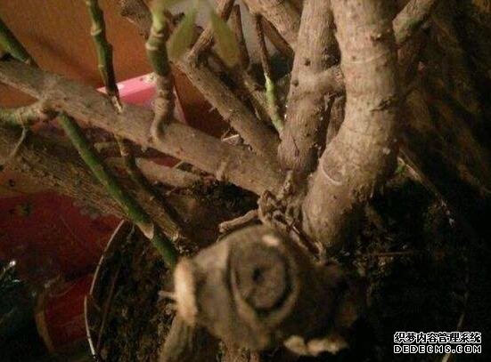 鹅掌木怎么修剪，只需两步让你的鹅掌木茁壮又好看