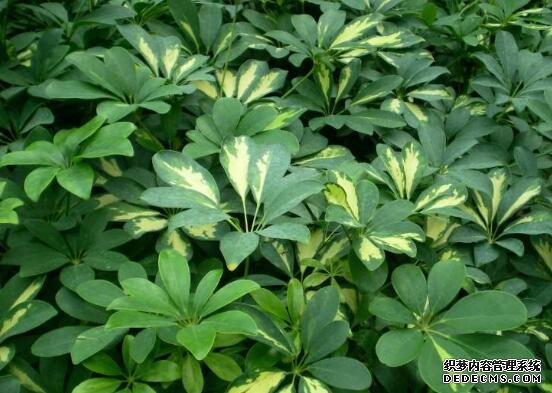 鹅掌木怎么修剪，只需两步让你的鹅掌木茁壮又好看