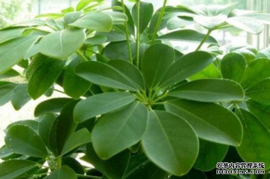 怎么判断鸭脚木用不用浇水