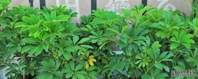 怎么判断鸭脚木用不用浇水