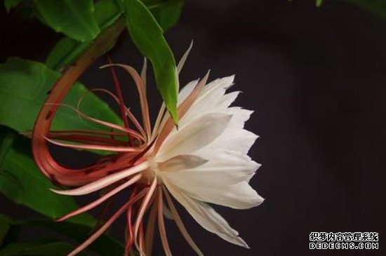 昙花长杆子多久开花