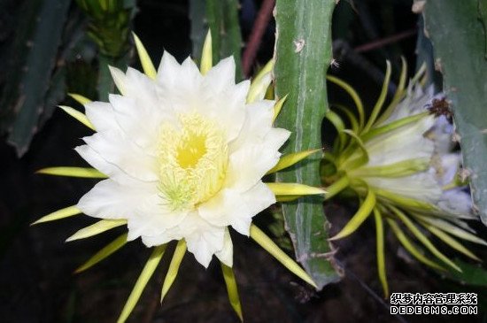 昙花长杆子多久开花