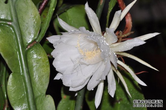 昙花长杆子多久开花
