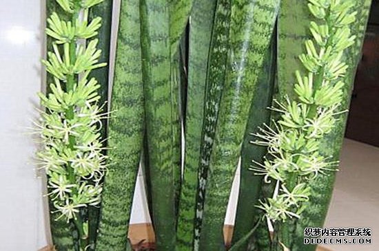 虎皮兰开花寓意是什么