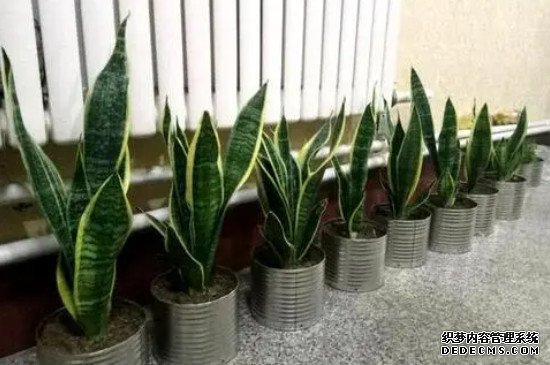 虎皮兰能长多高多大