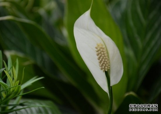 恬淡素雅的一帆风顺图片