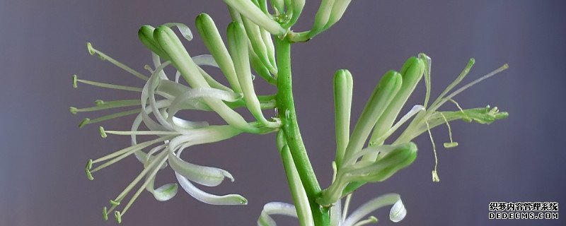 虎皮兰也开花吗