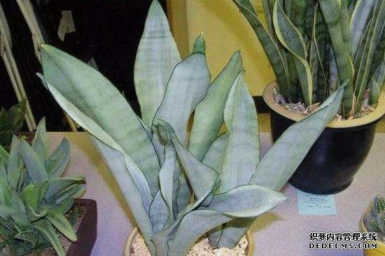 白玉虎皮兰养殖方法和注意事项