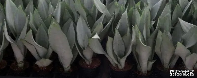 白玉虎皮兰养殖方法和注意事项
