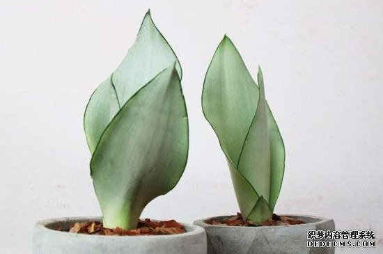 白玉虎皮兰养殖方法和注意事项