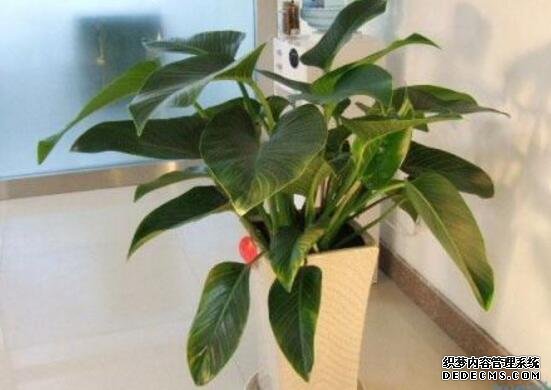 金钻的养殖方法和注意事项：越冬温度最好大于8℃