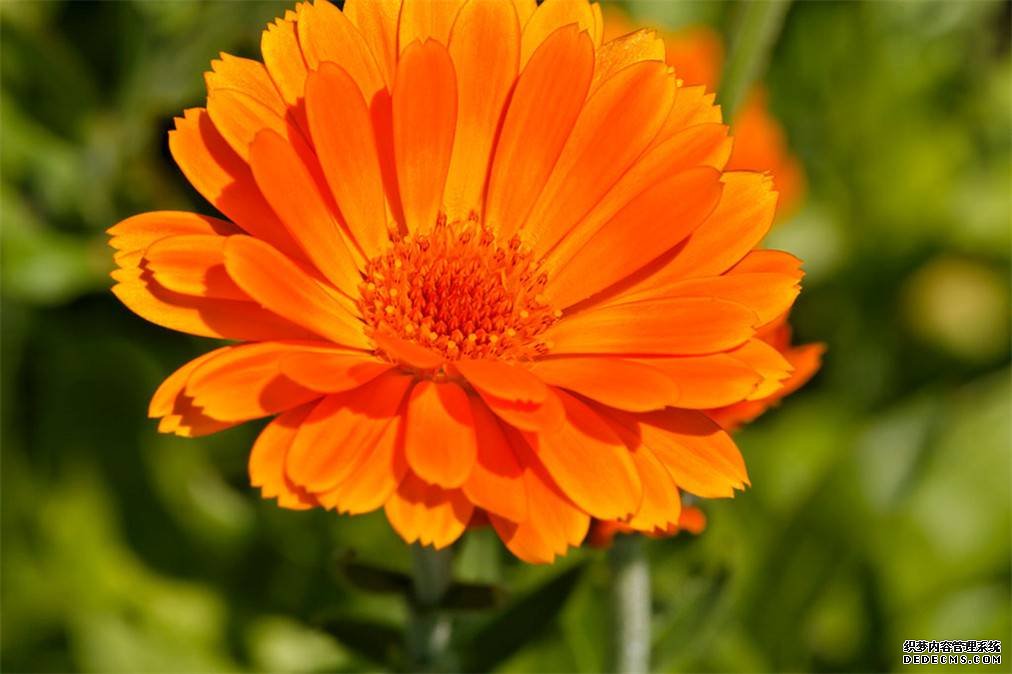 离别之花——金盏菊