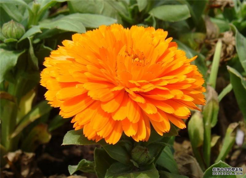 金盏菊