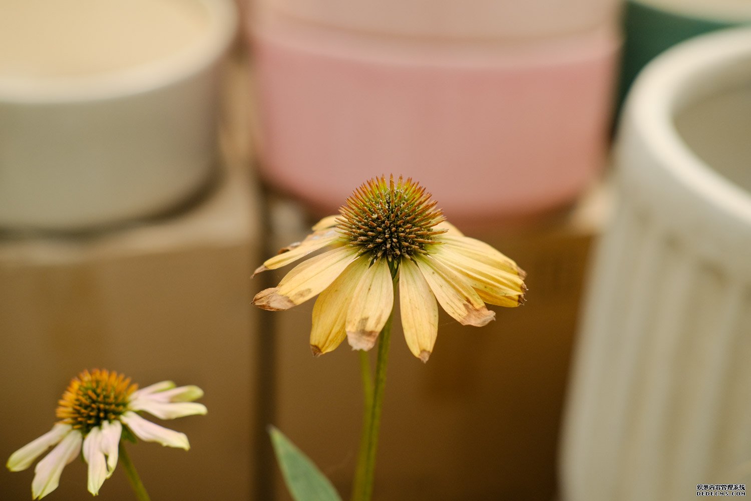 白花松果菊——白色天空