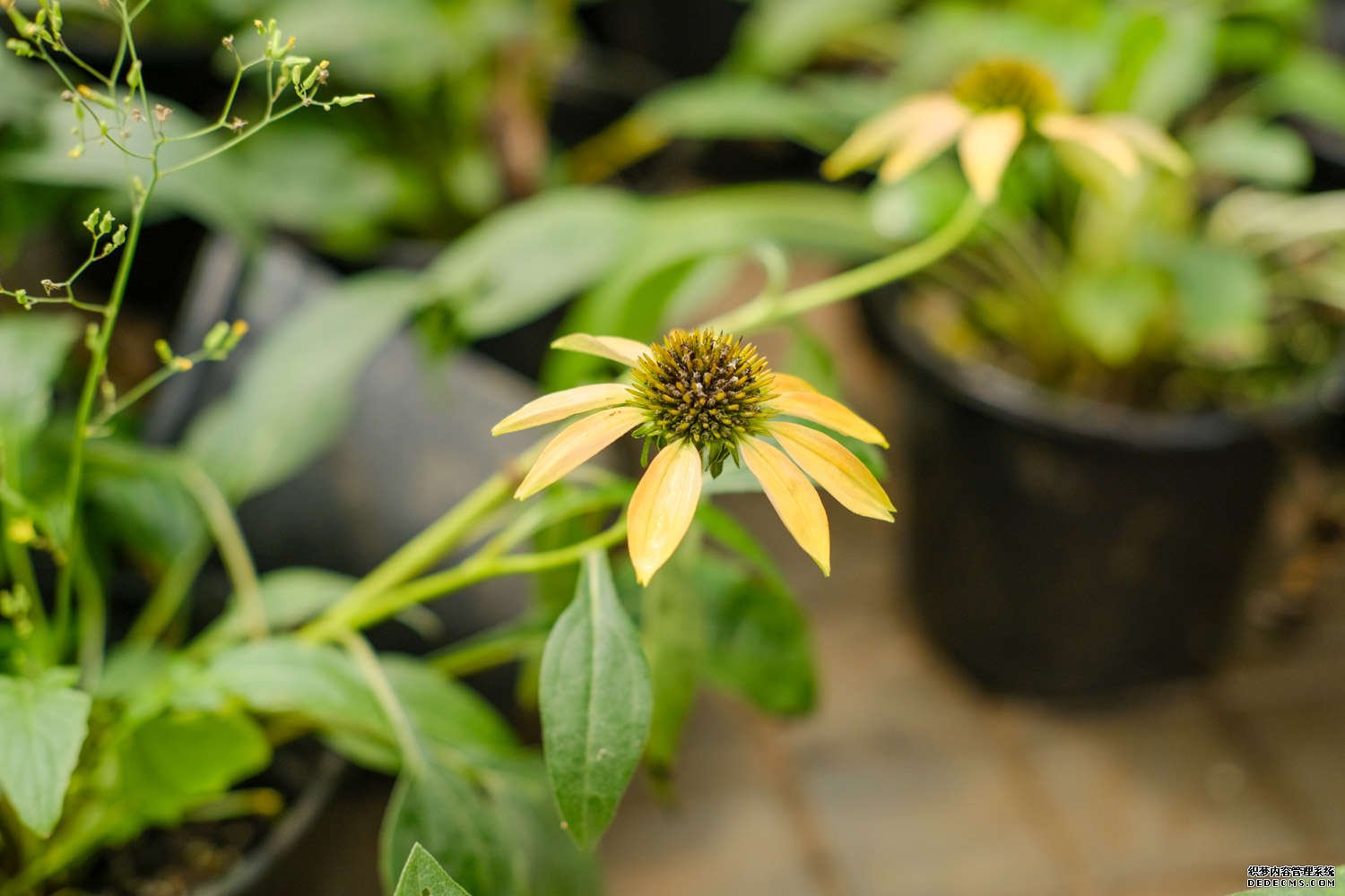 白花松果菊