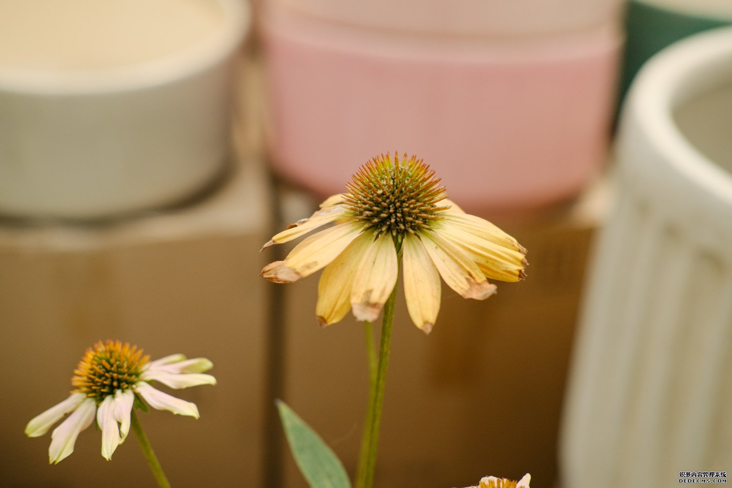 白花的松果菊