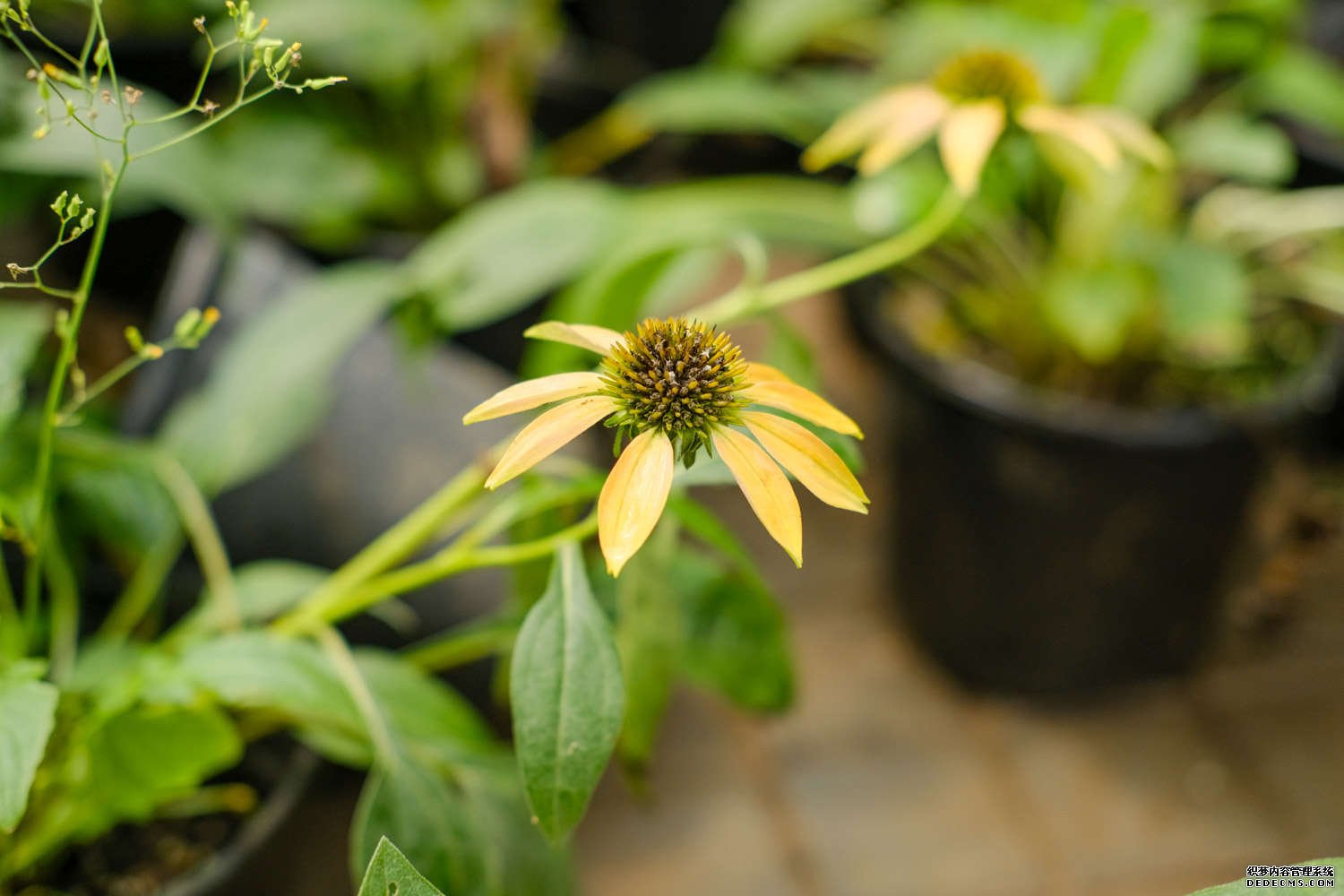 白花松果菊——白色天空