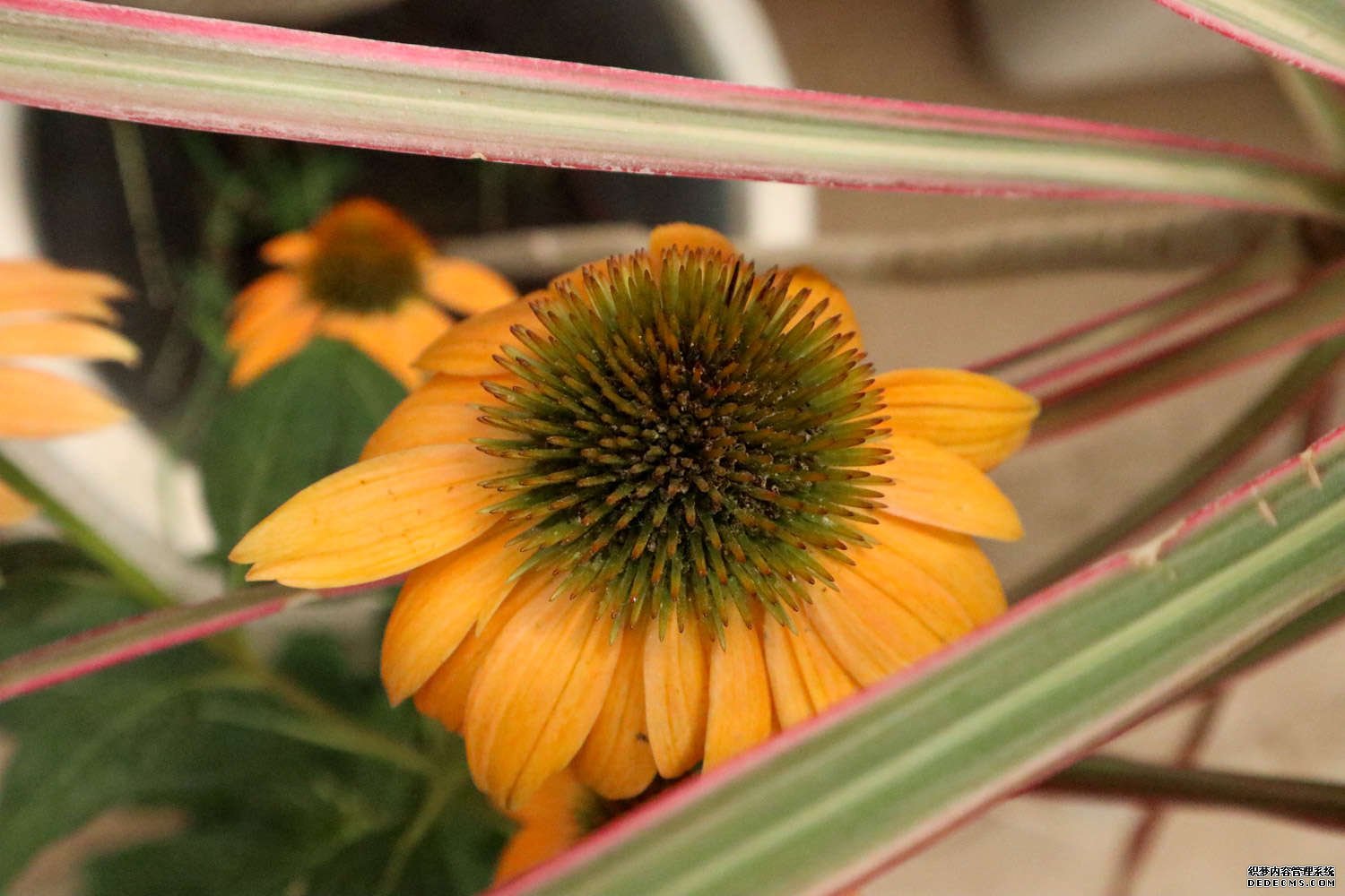 松果菊