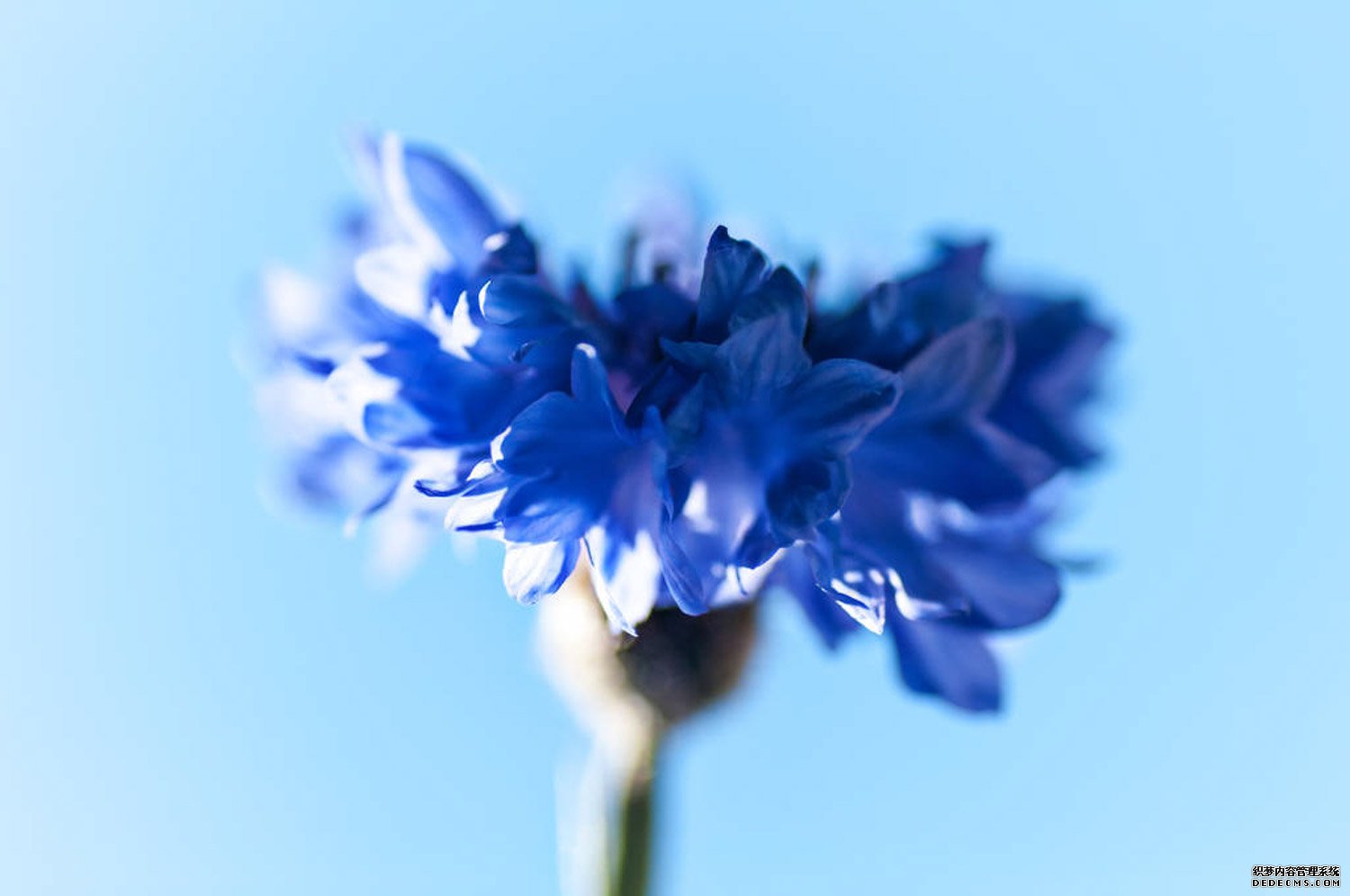 绯红矢车菊