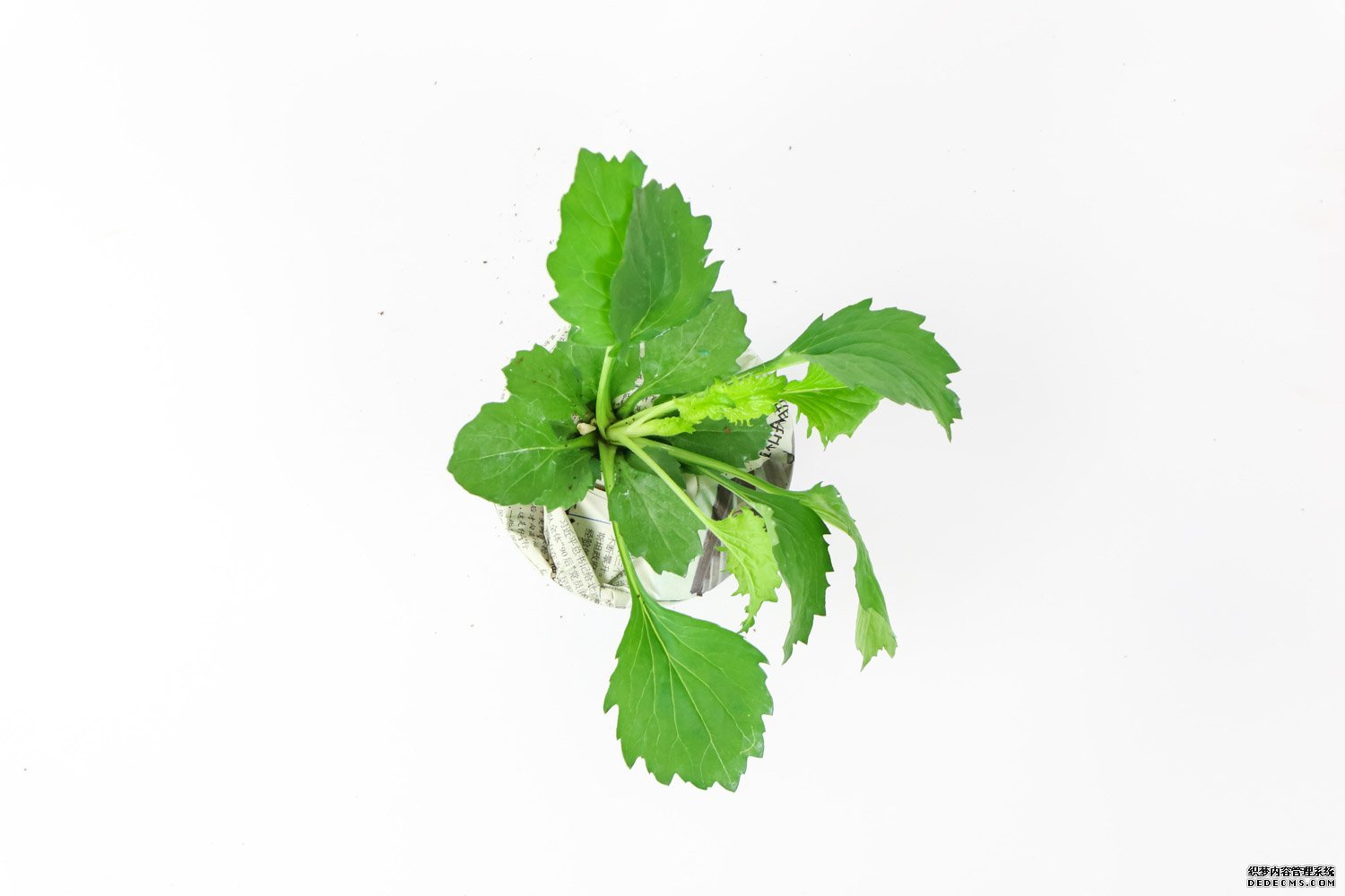 白色追想——白翠菊