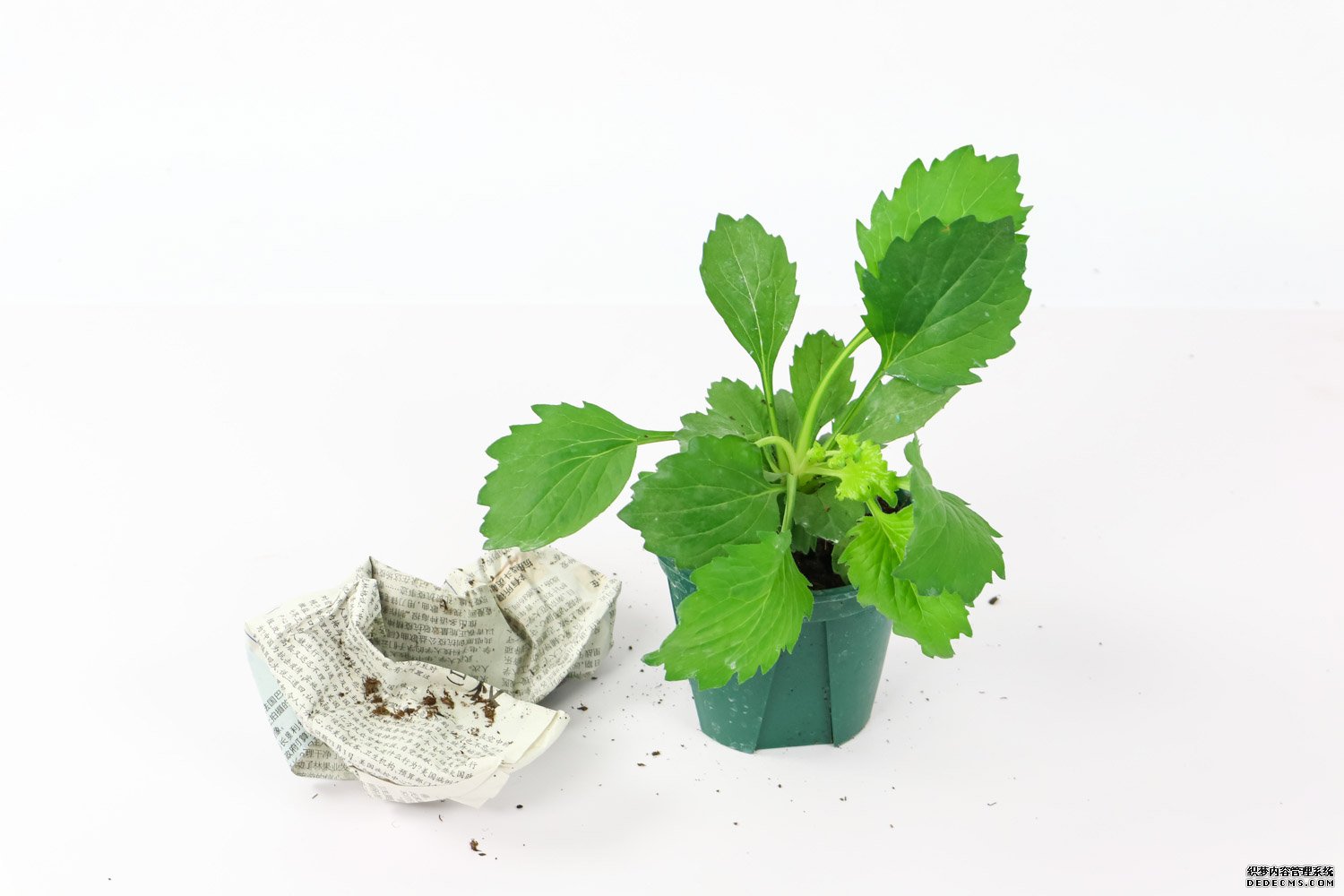 暗色中的白色翠菊
