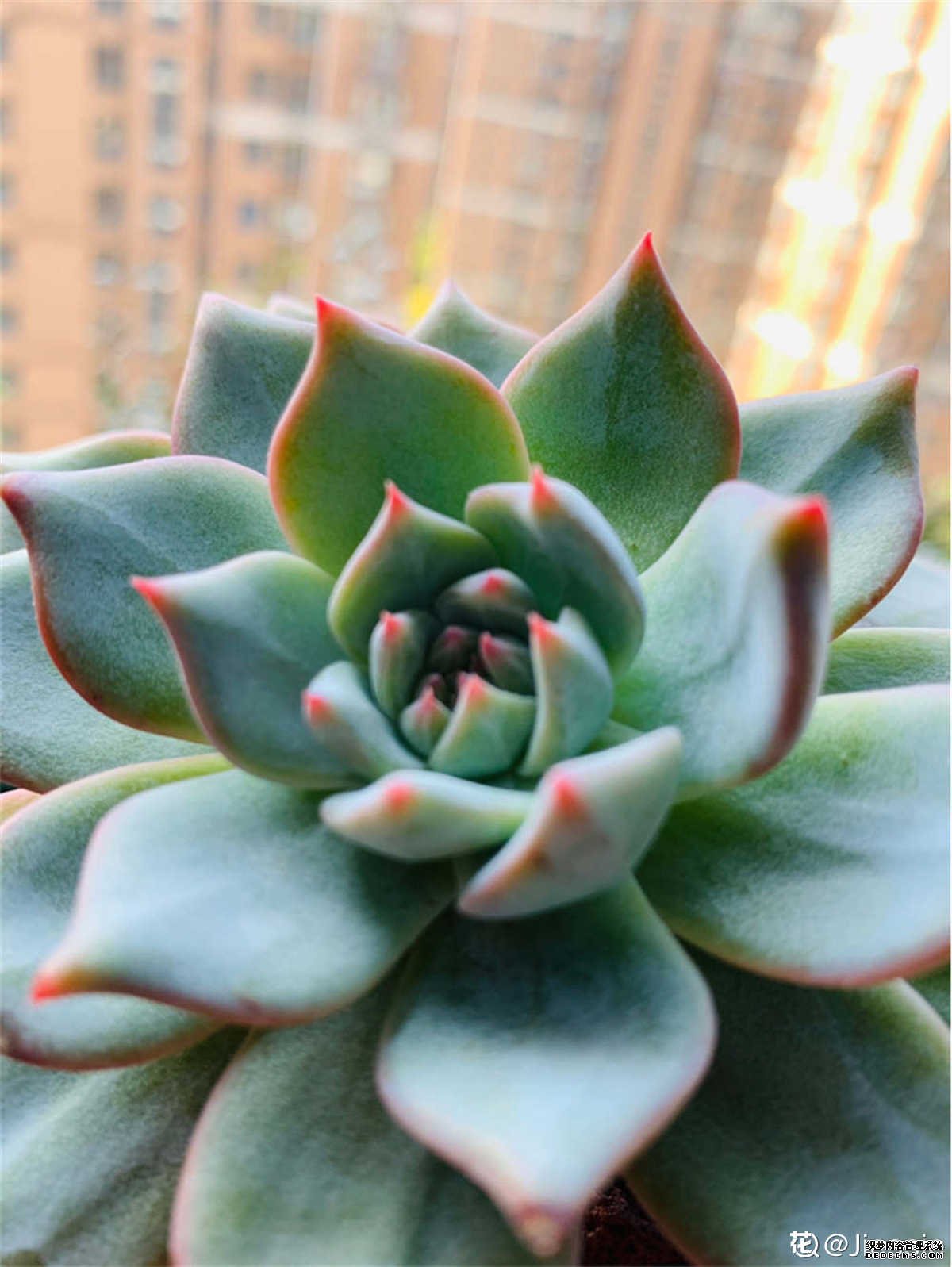 向着自由的蓝鸟