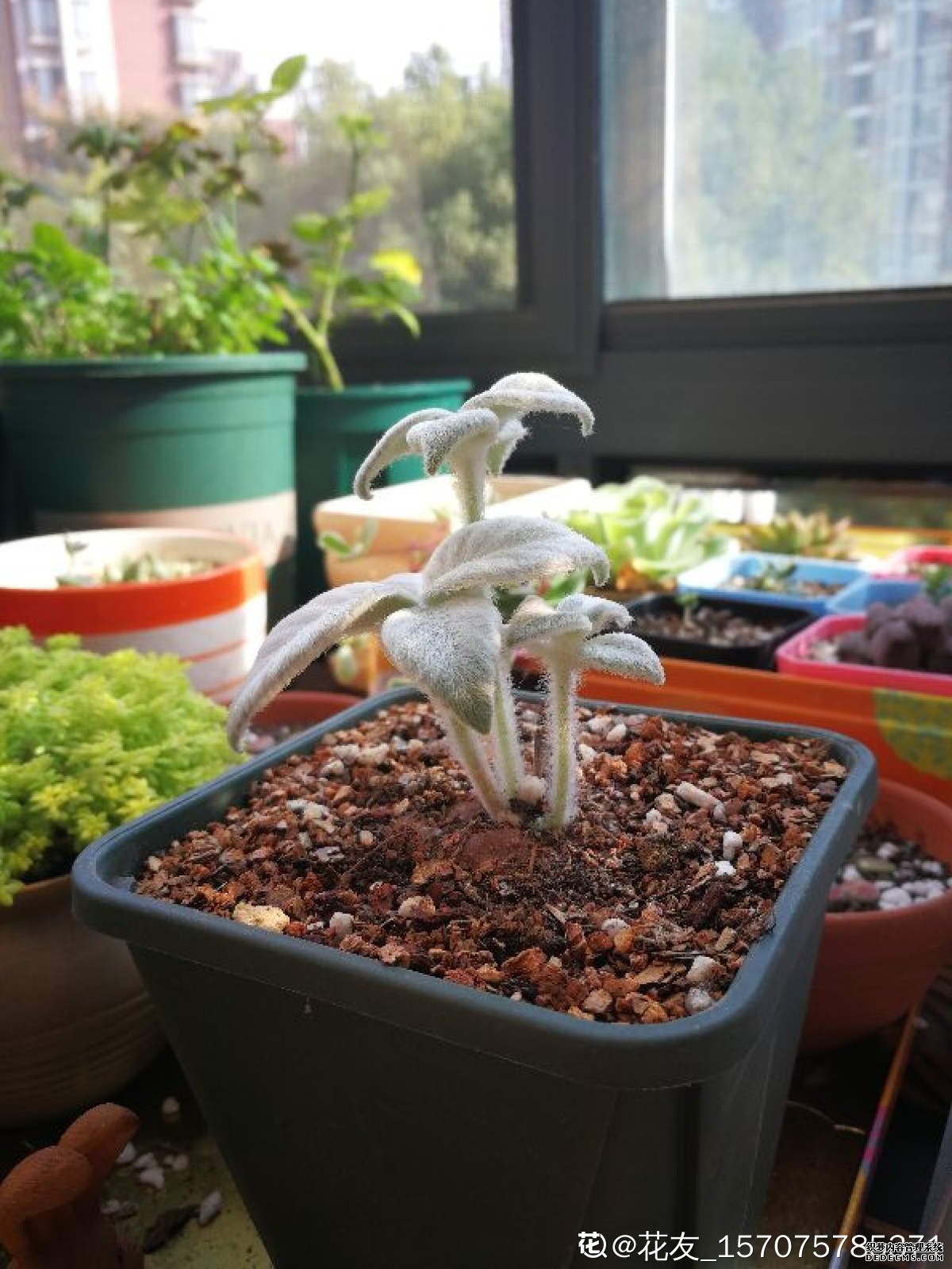 娇羞的断崖女王