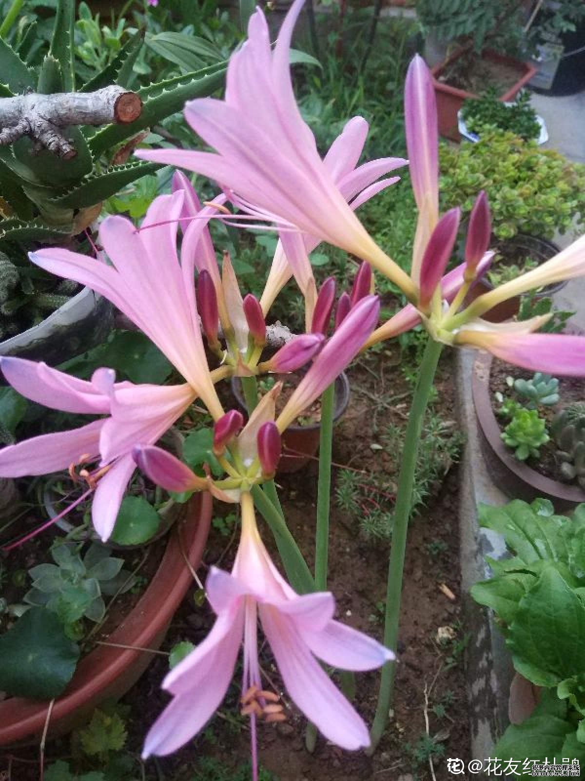 夏水仙