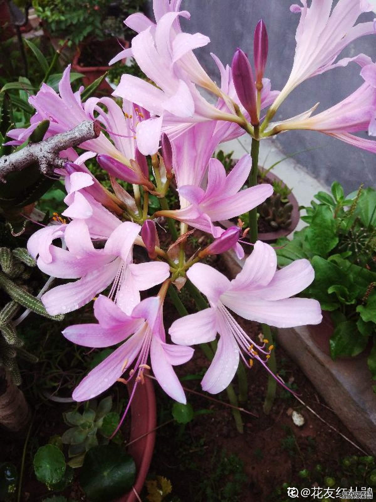 夏水仙花朵