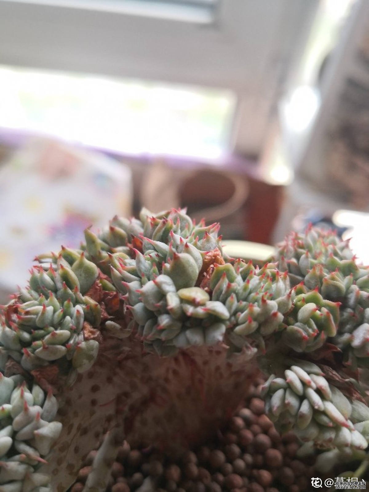 红爪的图片