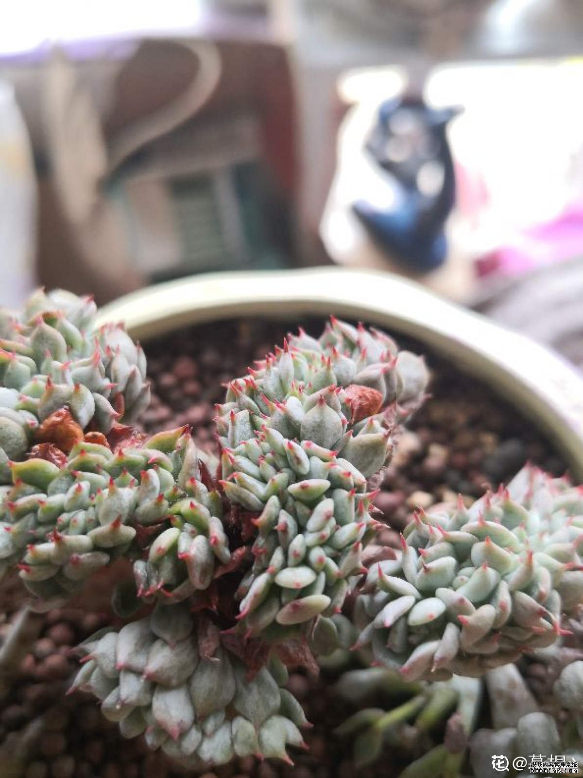 叶尖一点朱砂痣——红爪