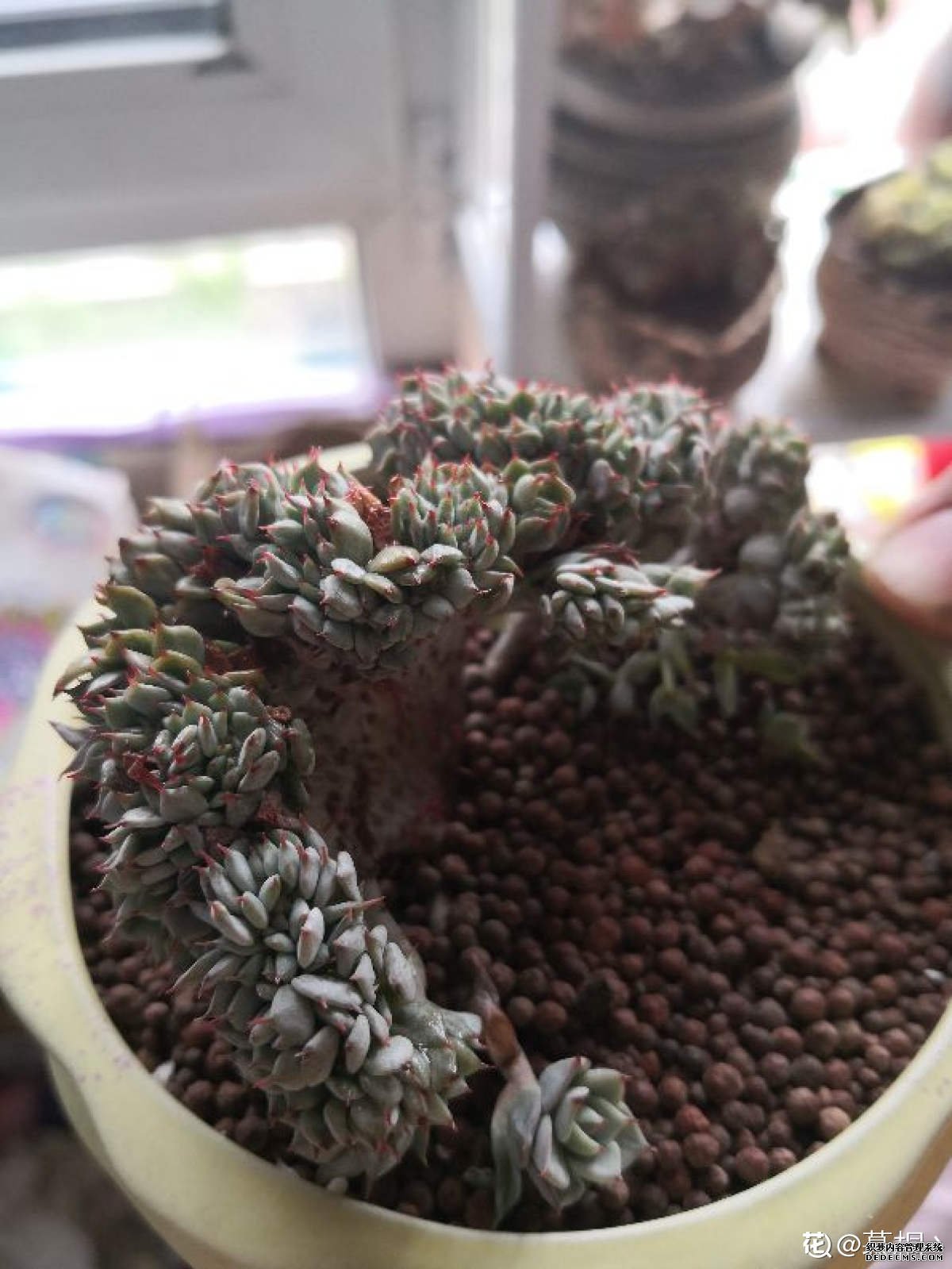 红爪