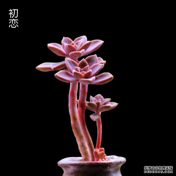 初恋老桩图片