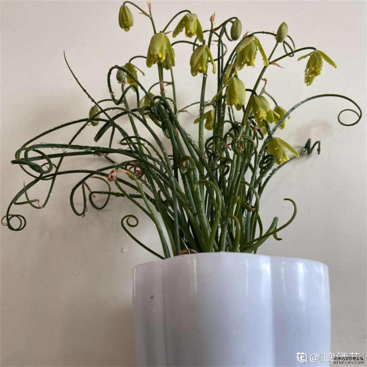 被我看成大蒜的弹簧草