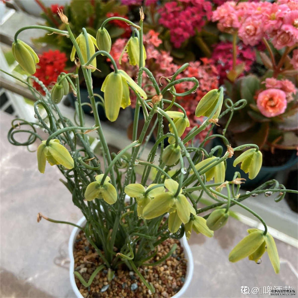 妙趣横生的细叶弹簧草