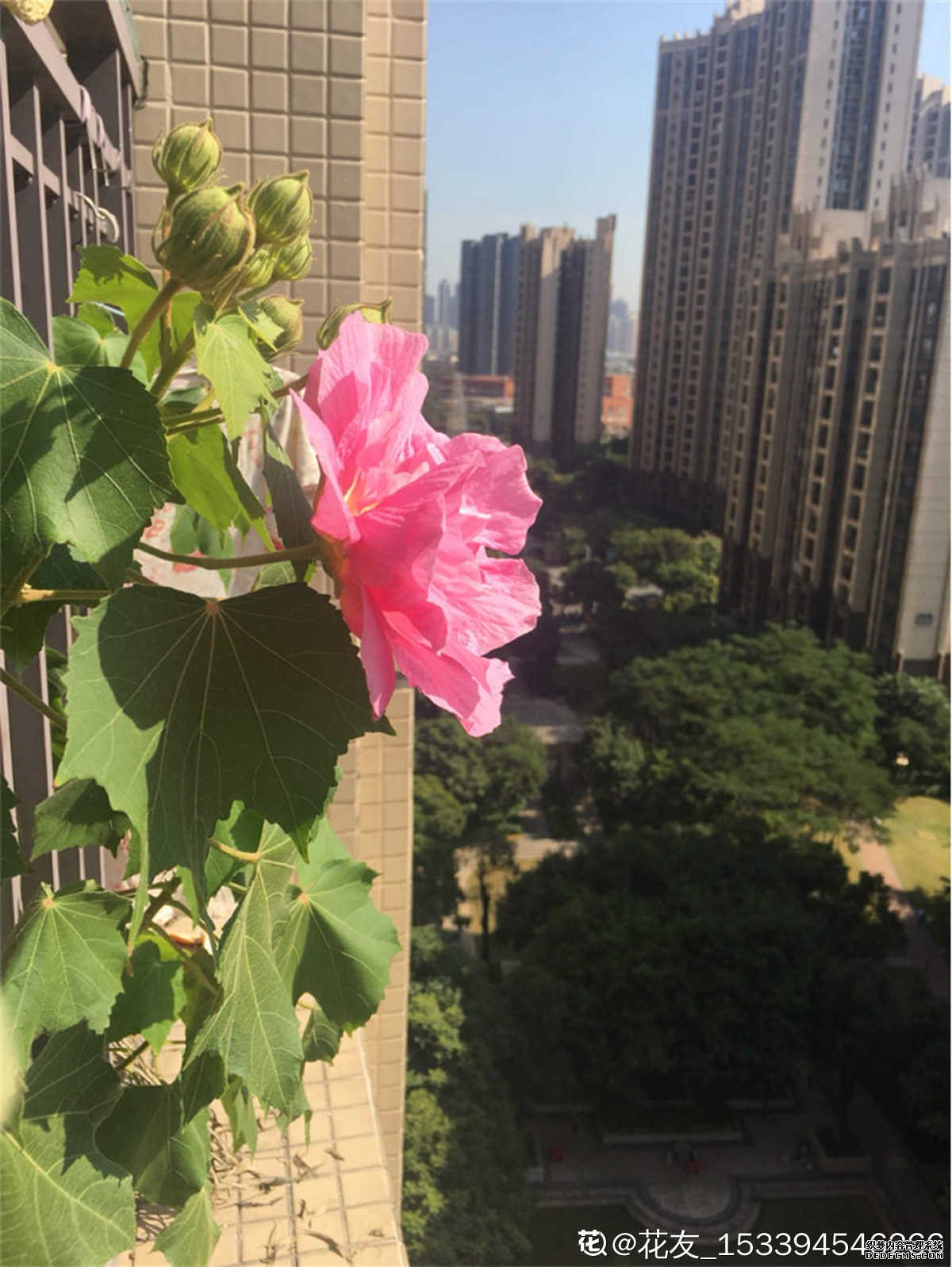木芙蓉花