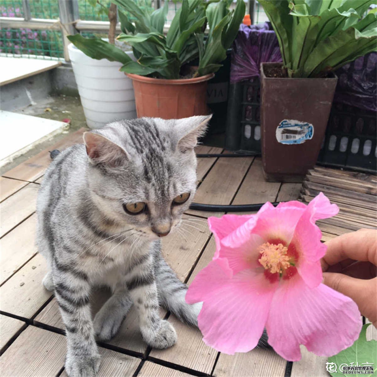 唯木芙蓉凌霜绽放