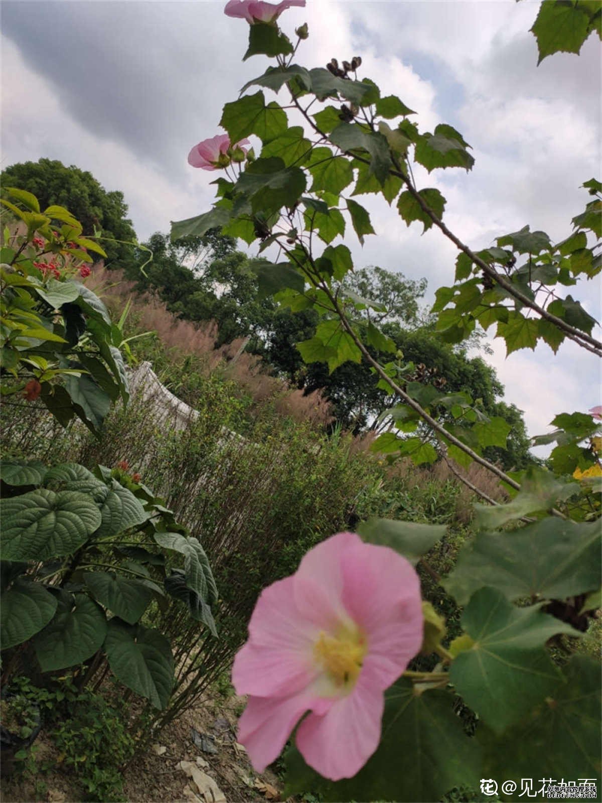 经霜愈盛的木芙蓉花