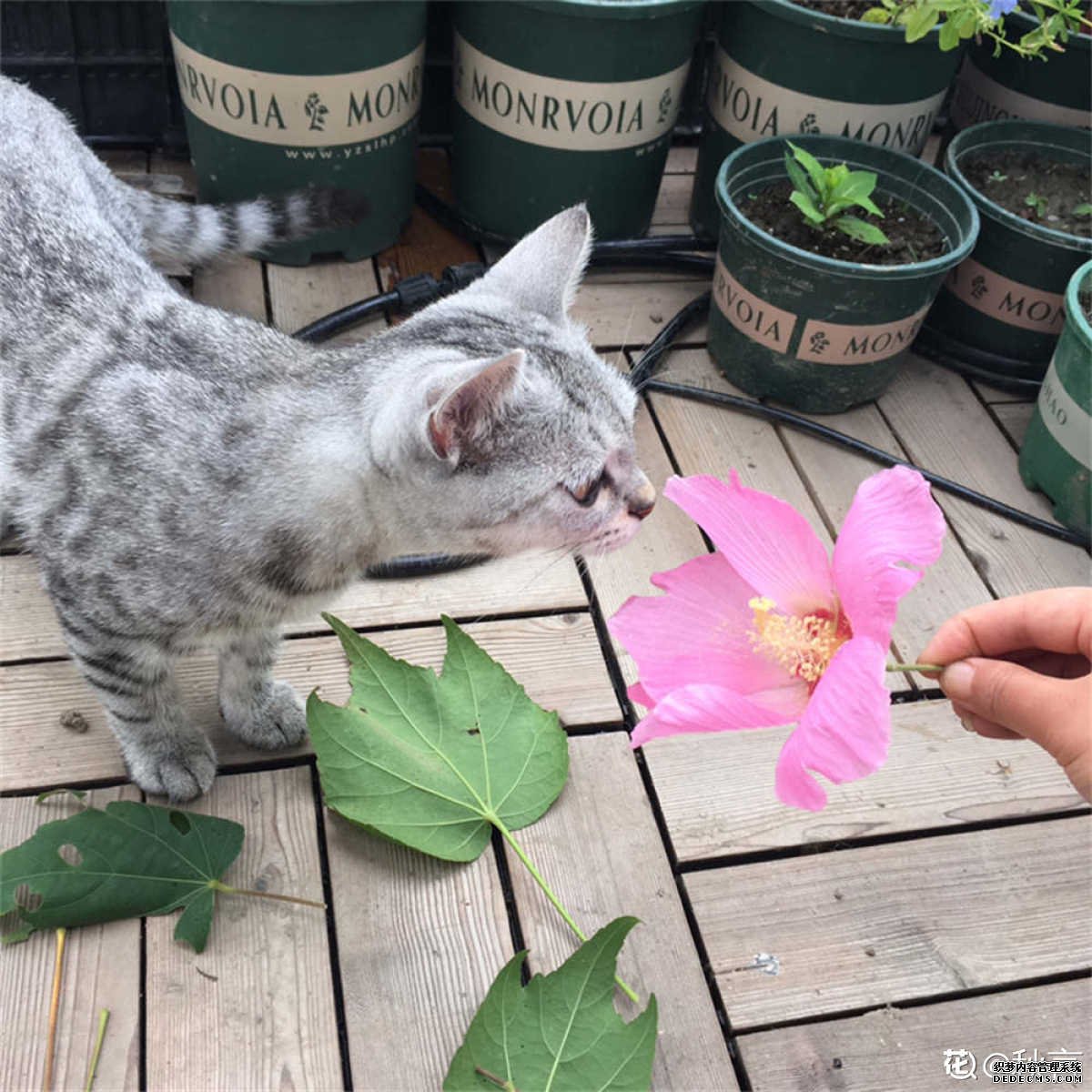 只有芙蓉独自芳