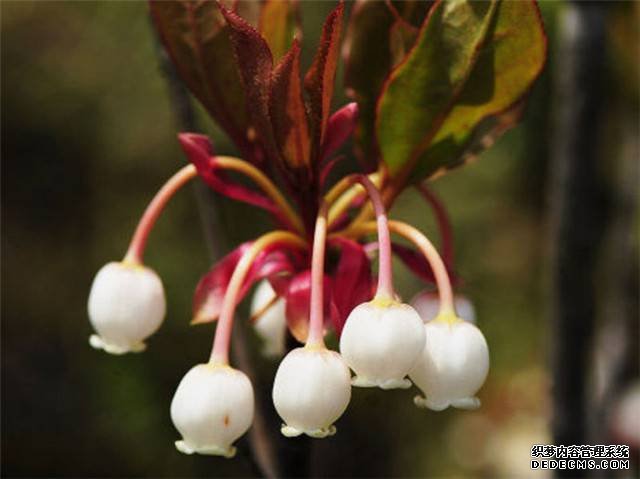 珍珠花