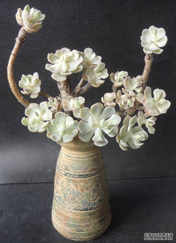 花团锦簇的白牡丹老桩