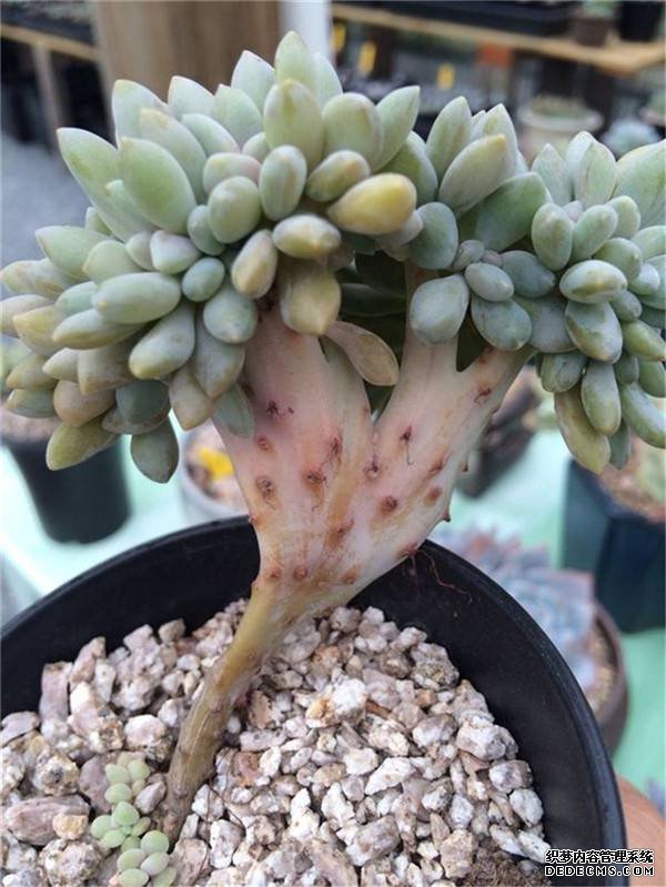 大脚掌醉美人又来了
